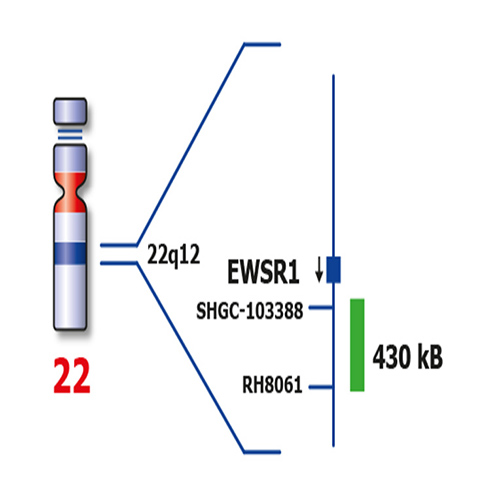 EWSR1 (22q12)  - XL product photo Back View S